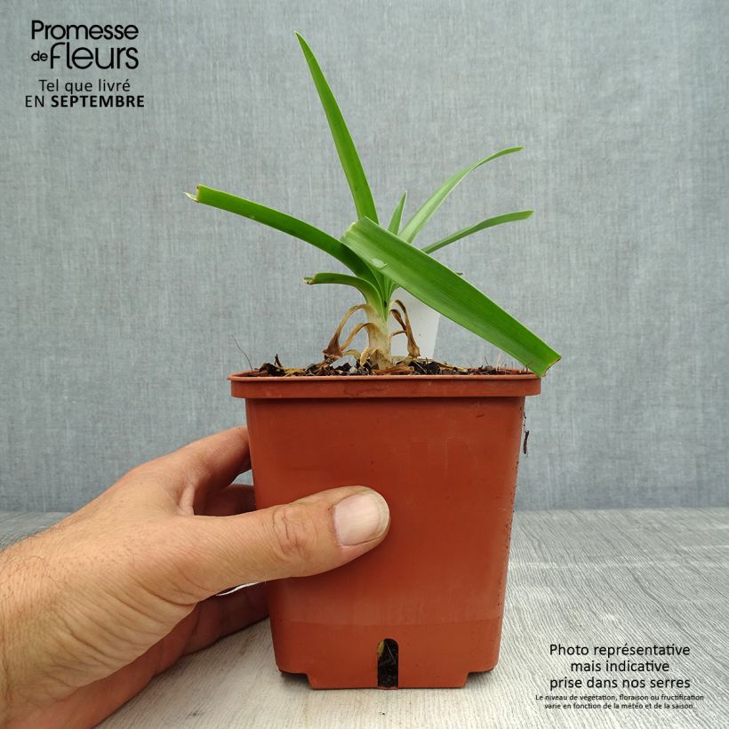 Esemplare di Agapanthus Enigma Vaso da 1L/1,5L come consegnato in autunno