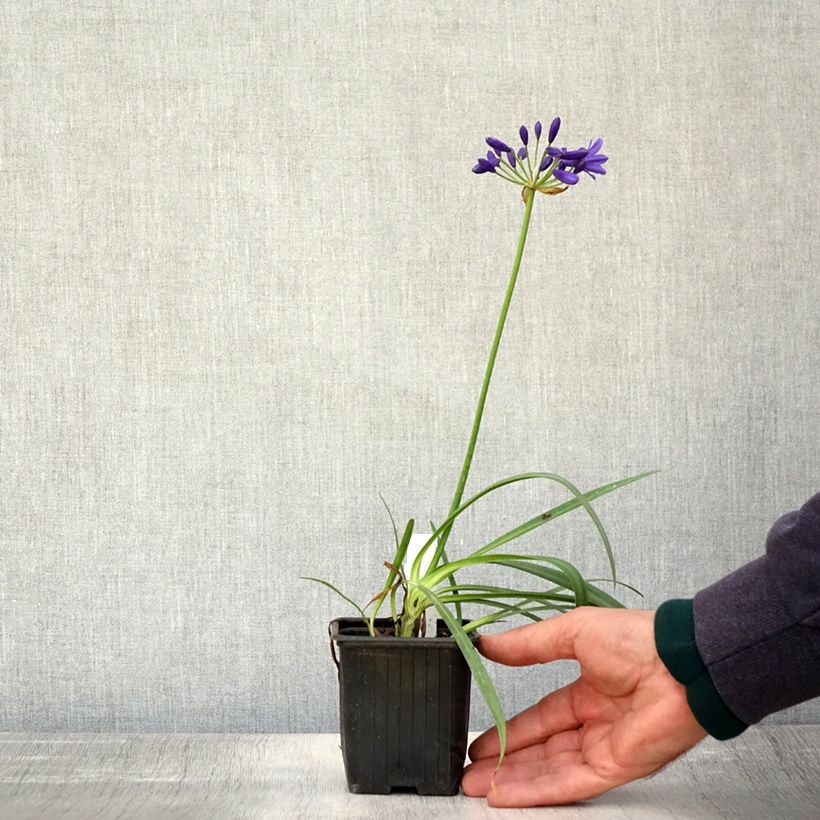 Esemplare di Agapanthus Flower of Love Vasetto da 8/9 cm come consegnato in autunno