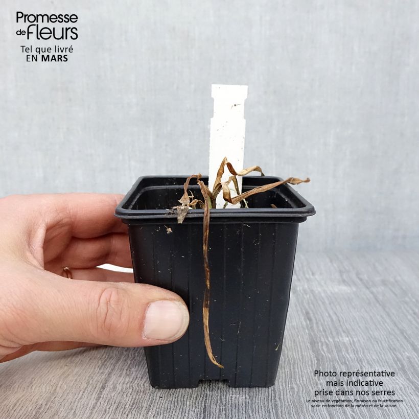 Agapanthus Flower of Love Vasetto da 8/9 cm esemplare consegnato in primavera