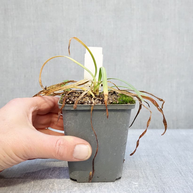 Agapanthus Flower of Love Vasetto da 8/9 cm esemplare consegnato in inverno