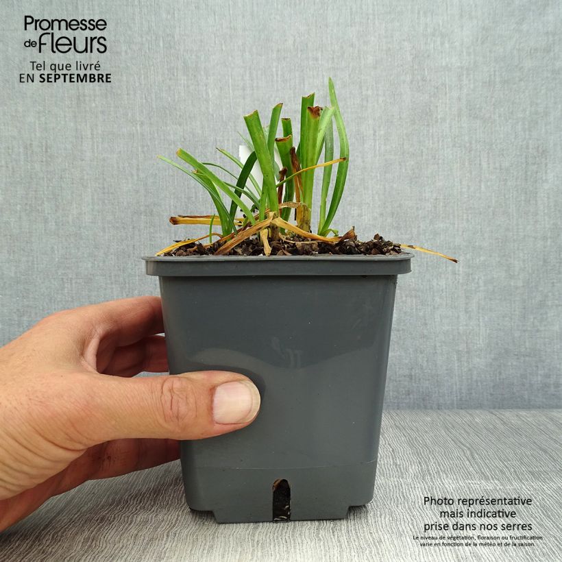 Esemplare di Agapanthus Flower of Love Vaso da 1L/1,5L come consegnato in autunno