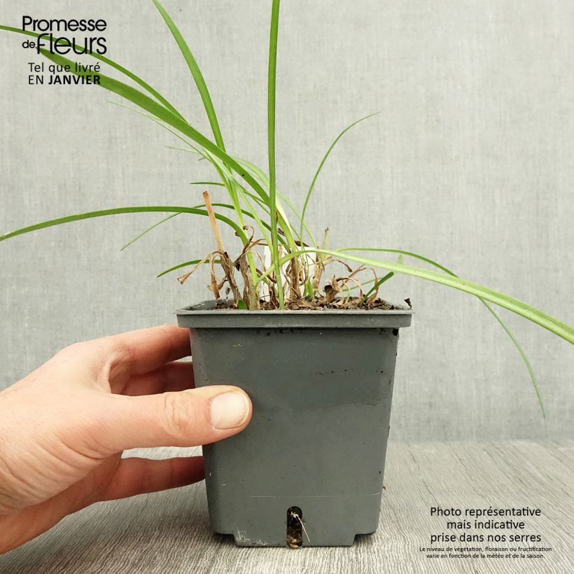 Agapanthus Flower of Love Vaso da 1L/1,5L esemplare consegnato in inverno