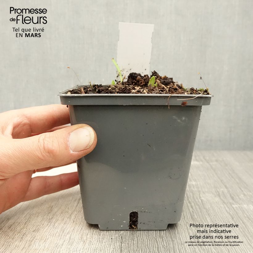 Agapanthus Flower of Love Vaso da 1L/1,5L esemplare consegnato in primavera