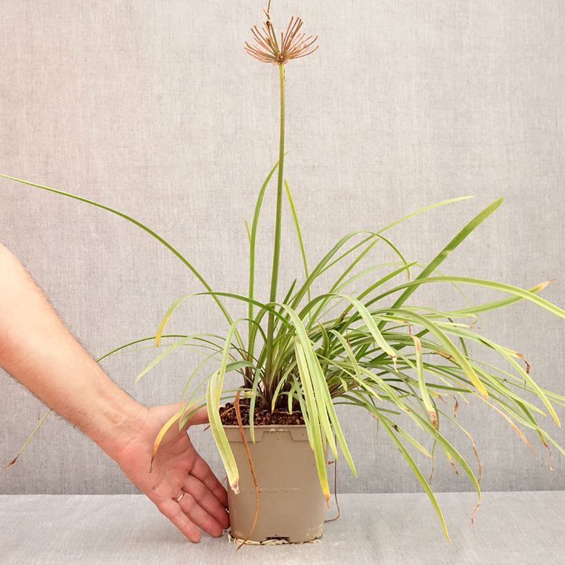 Esemplare di Agapanthus Glacier Stream Vasetto da 8/9 cm come consegnato in autunno