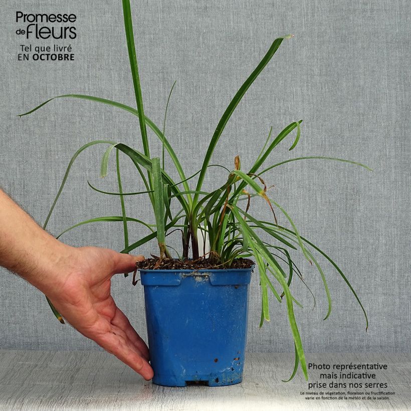 Esemplare di Agapanthus Glacier Stream Vaso da 2L/3L come consegnato in autunno