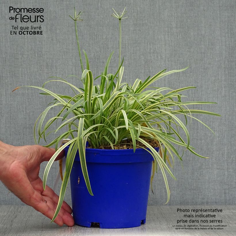 Esemplare di Agapanthus Golden Drop Vaso da 2L/3L come consegnato in autunno