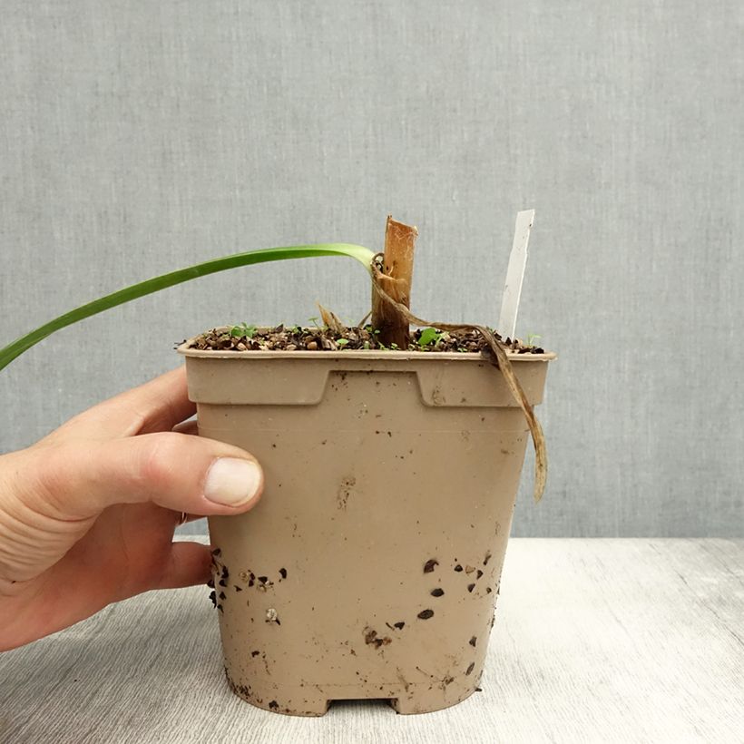 Esemplare di Agapanthus Graphite Blue Vaso da 2L/3L come consegnato in autunno