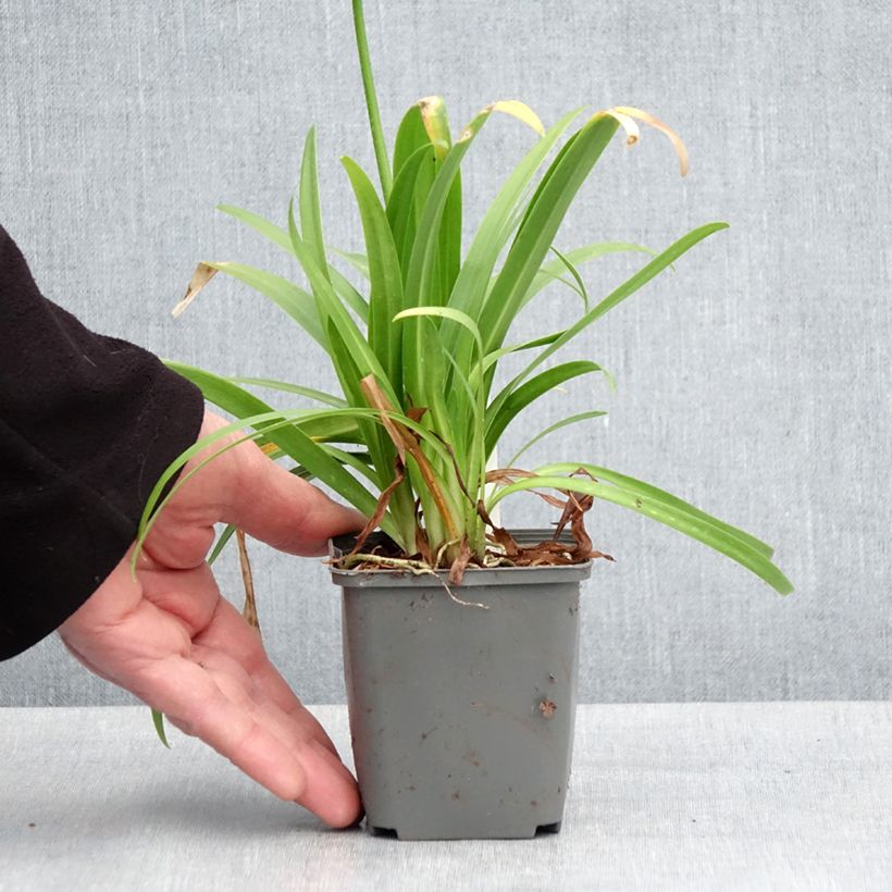 Agapanthus Ever White Vasetto da 8/9 cm esemplare consegnato in primavera