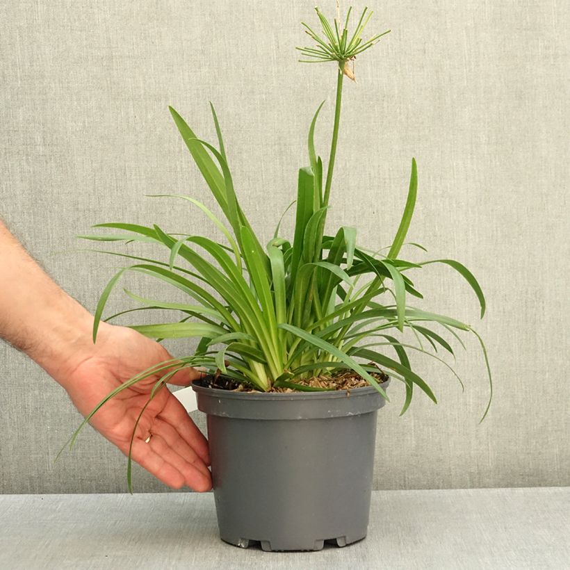 Esemplare di Agapanthus Ever White Vaso da 3L/4L come consegnato in autunno