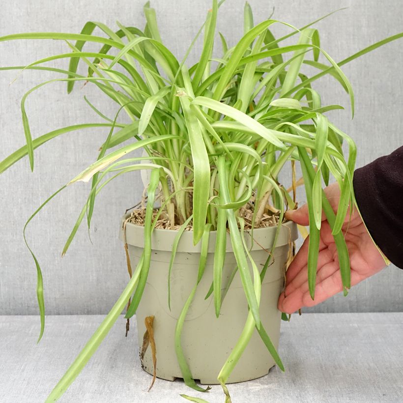 Agapanthus Ever White Vaso da 3L/4L esemplare consegnato in primavera