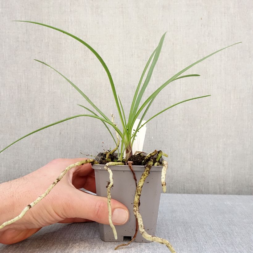 Agapanthus Fireworks Vasetto da 8/9 cm esemplare consegnato in inverno