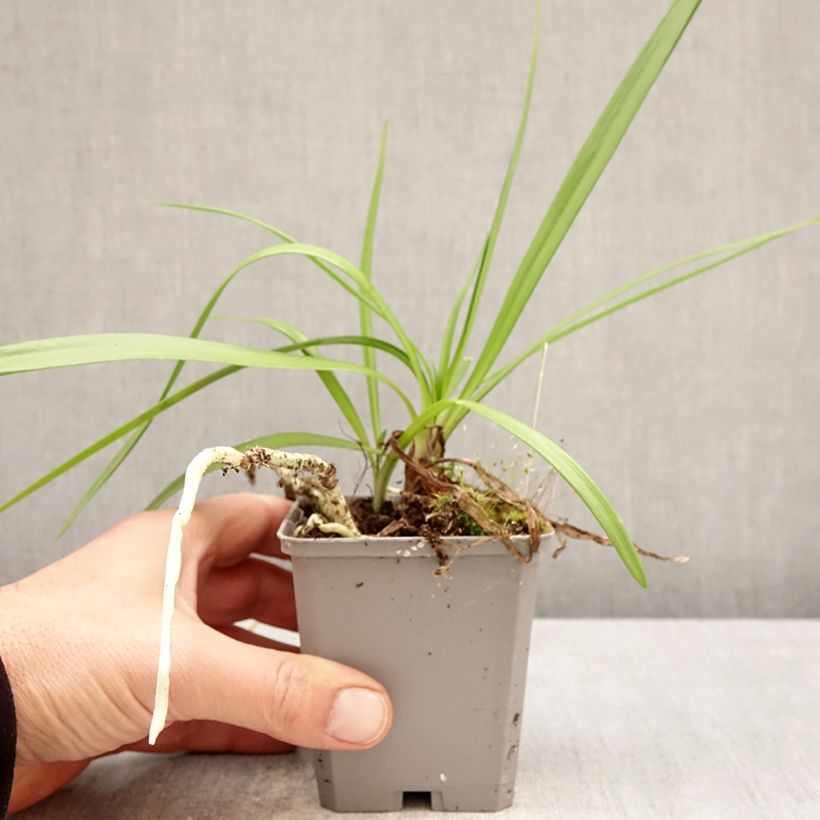 Agapanthus Fireworks Vasetto da 8/9 cm esemplare consegnato in primavera