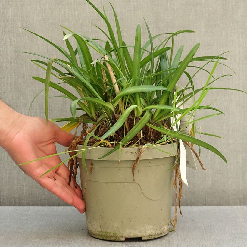 Esemplare di Agapanthus Poppin’ Purple Vaso da 3L/4L come consegnato in autunno