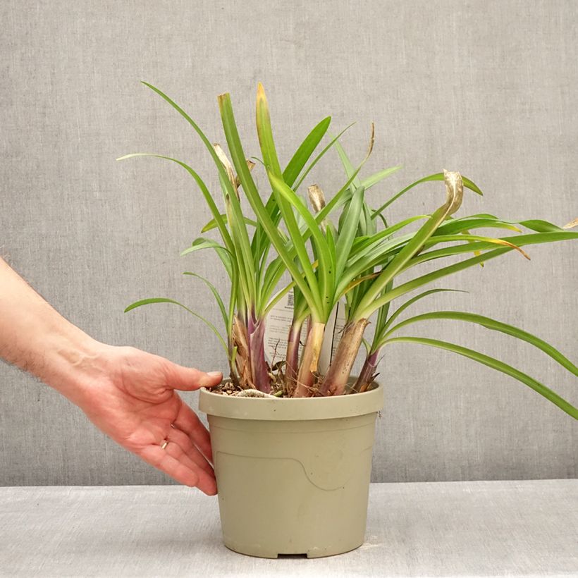 Agapanthus Poppin’ Purple Vaso da 3L/4L esemplare consegnato in inverno