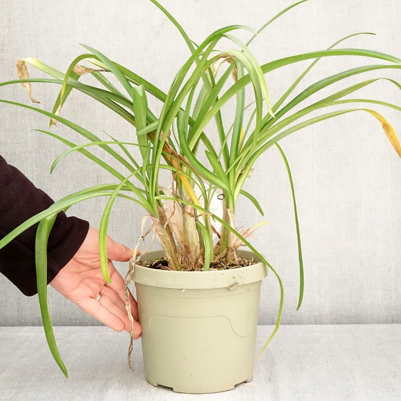 Agapanthus Poppin’ Purple Vaso da 3L/4L esemplare consegnato in primavera