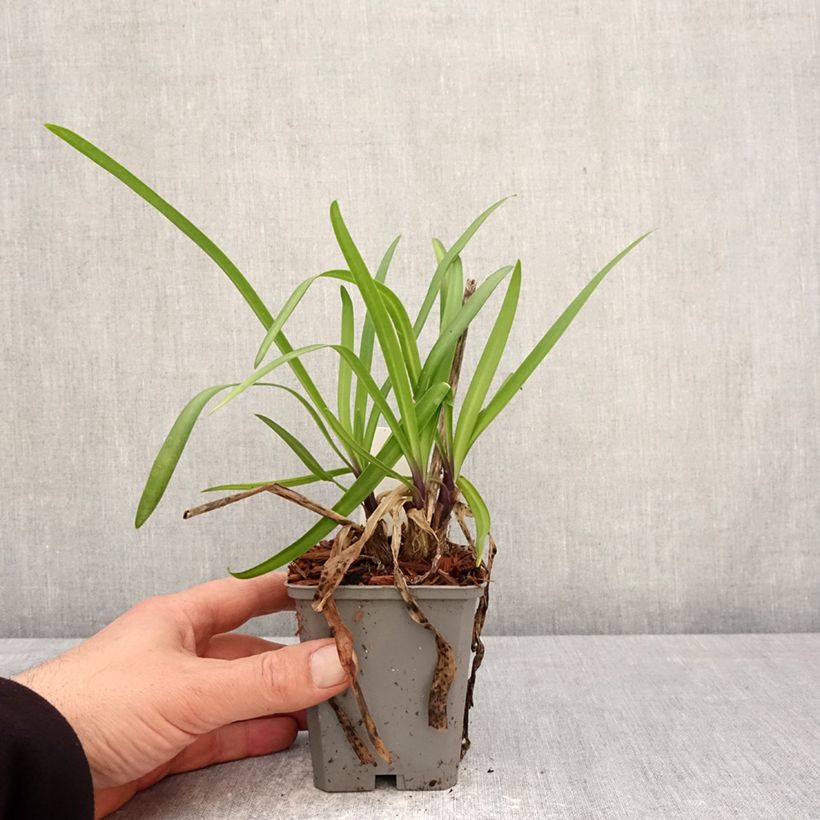 Agapanthus Poppin’ Star Vasetto da 8/9 cm esemplare consegnato in primavera