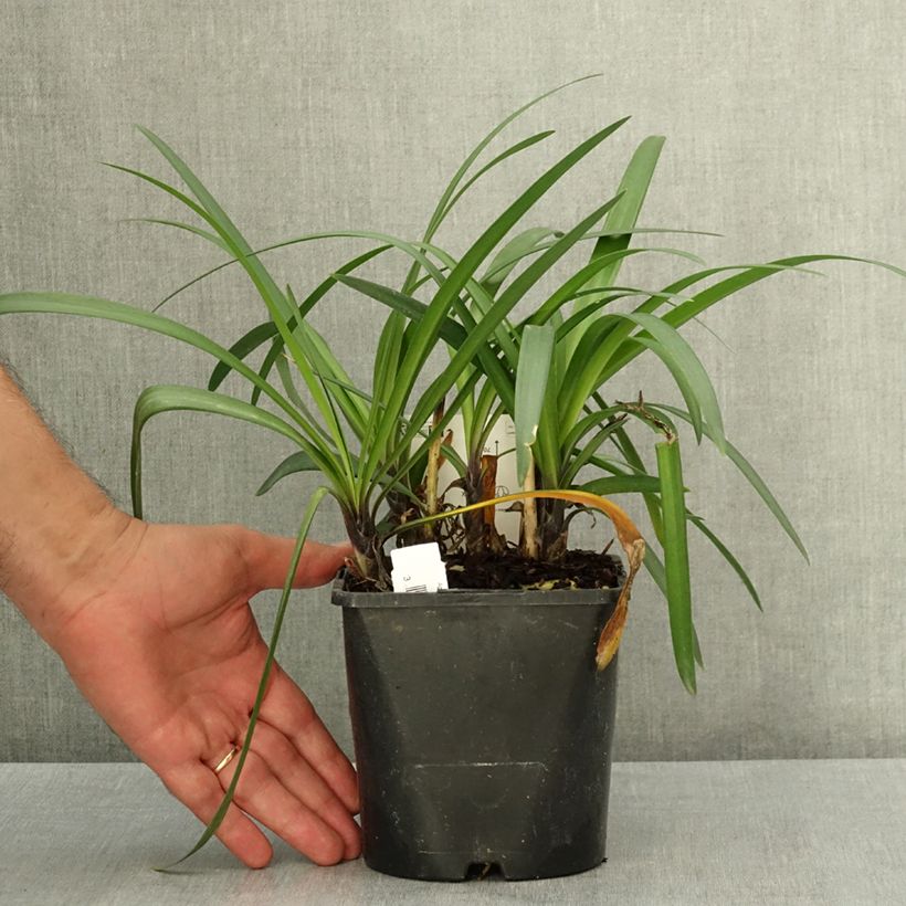 Esemplare di Agapanthus Poppin’ Star Vaso da 2L/3L consegnato in estate