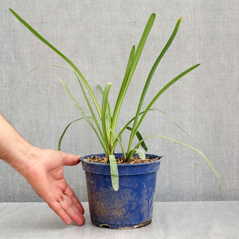 Esemplare di Agapanthus inapertus Intermedius Vaso da 2L/3L come consegnato in autunno