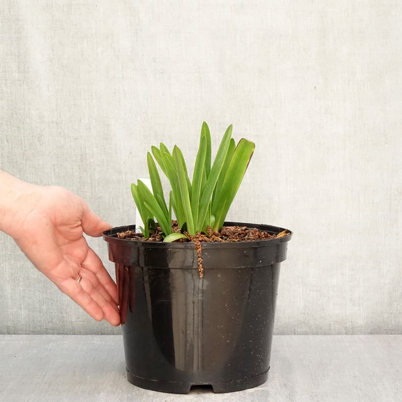 Agapanthus inapertus Intermedius Vaso da 4L/5L esemplare consegnato in primavera