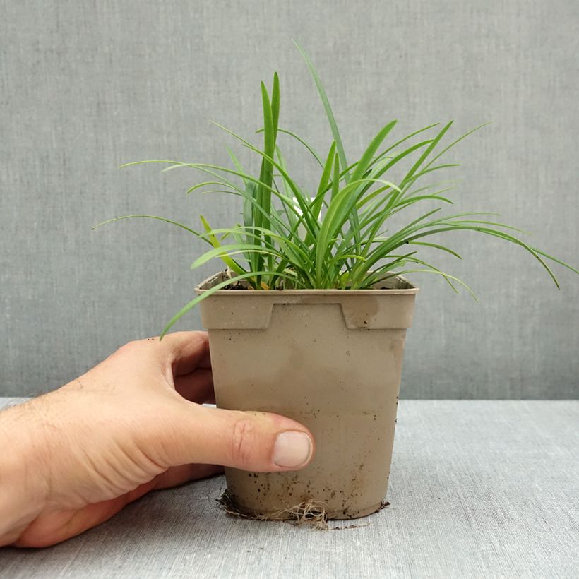 Esemplare di Agapanthus Lapis Lazuli Vaso da 1L/1,5L come consegnato in autunno