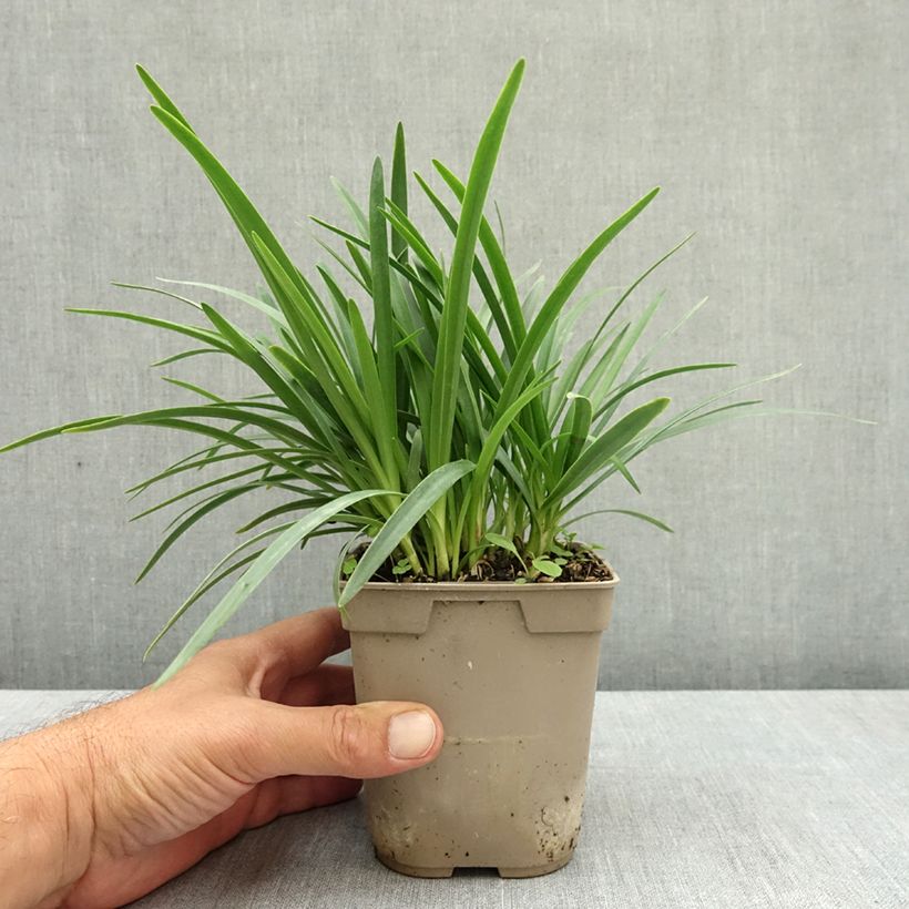 Esemplare di Agapanthus Lapis Lazuli Vaso da 1L/1,5L consegnato in estate