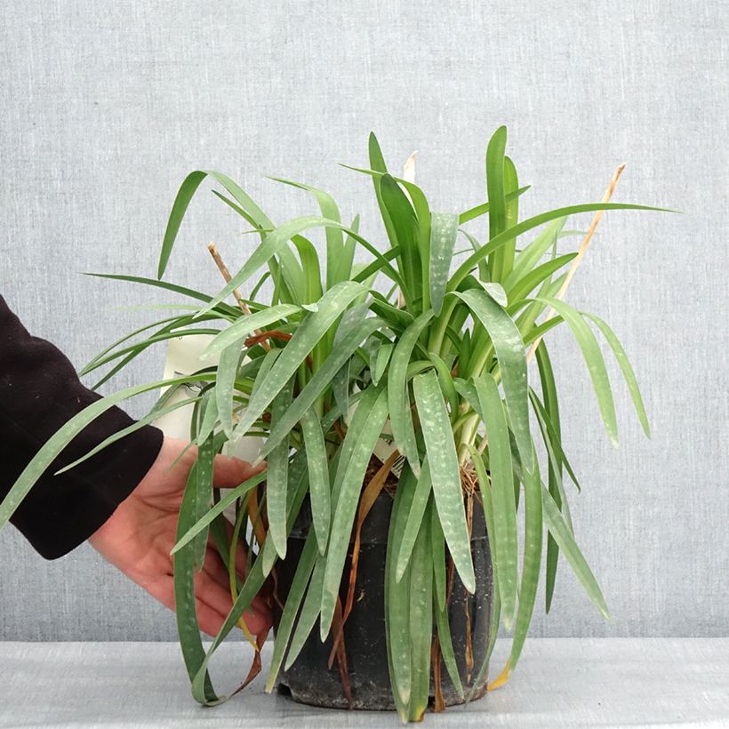 Agapanthus Mi Casa Vaso da 3L/4L esemplare consegnato in inverno