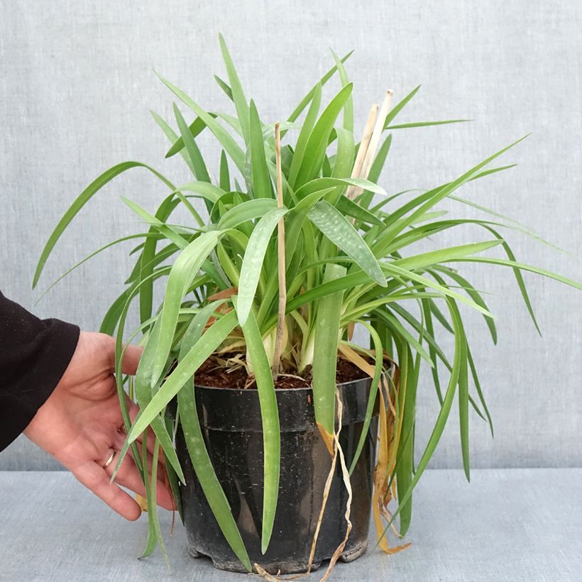 Agapanthus Mi Casa Vaso da 3L/4L esemplare consegnato in primavera