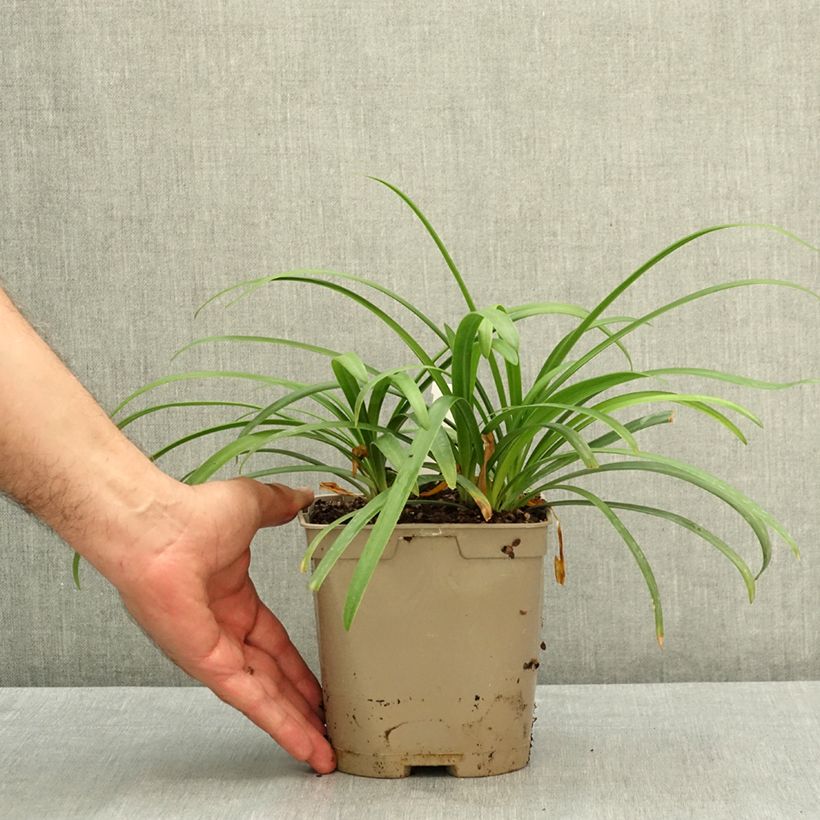 Esemplare di Agapanthus Midnight Sky Vaso da 2L/3L consegnato in estate