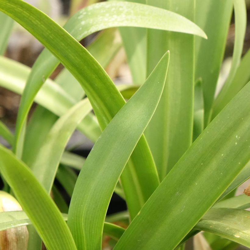 Agapanthus Midnight Sky (Fogliame)