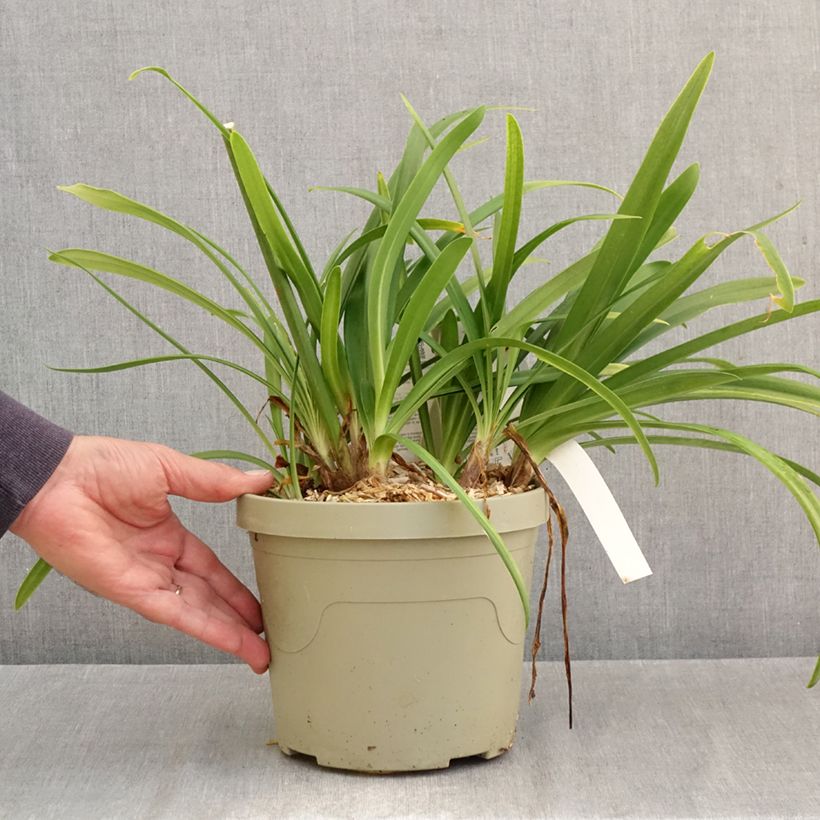 Esemplare di Agapanthus Midnight Sky Vaso da 3L/4L come consegnato in autunno