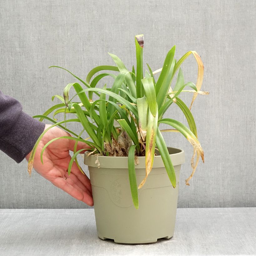 Agapanthus Midnight Sky Vaso da 3L/4L esemplare consegnato in primavera