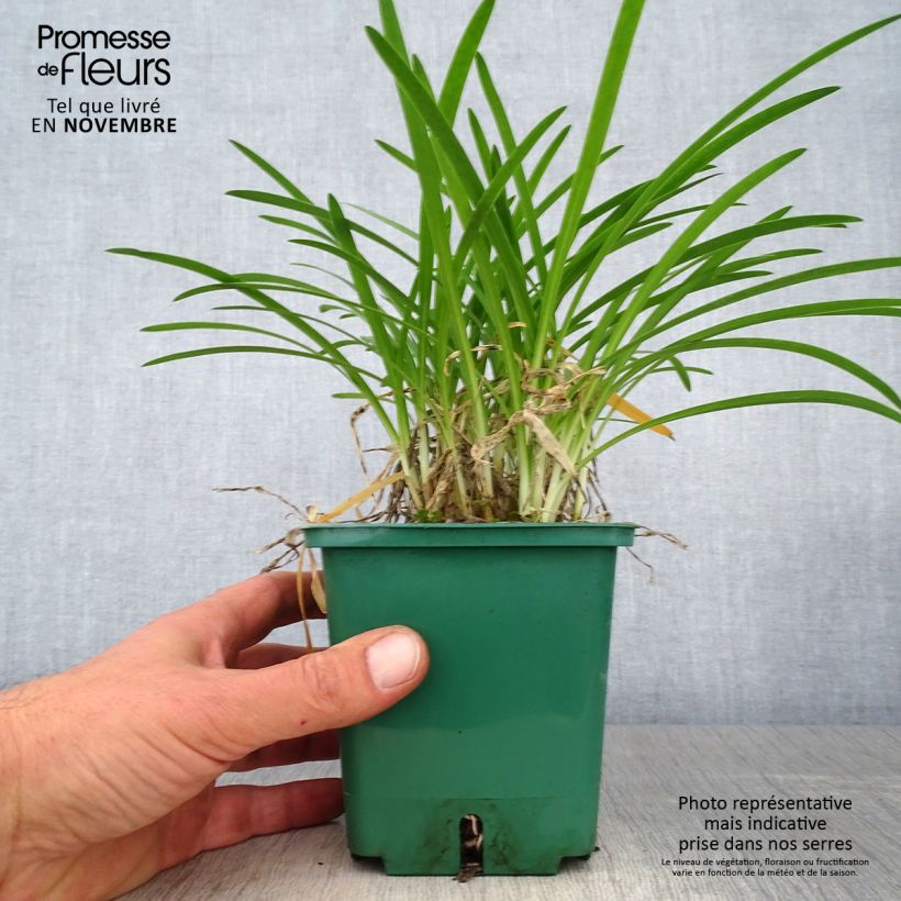 Esemplare di Agapanthus Peter Pan Vaso da 1L/1,5L come consegnato in autunno