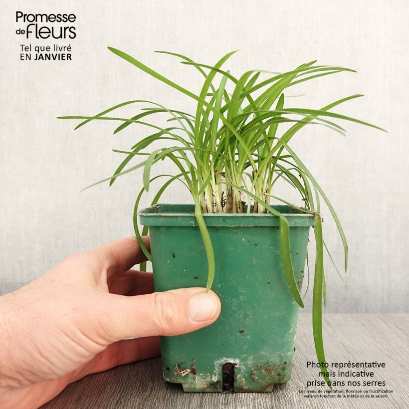 Agapanthus Peter Pan Vaso da 1L/1,5L esemplare consegnato in inverno