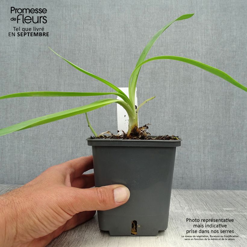 Esemplare di Agapanthus Phantom Vaso da 1L/1,5L come consegnato in autunno