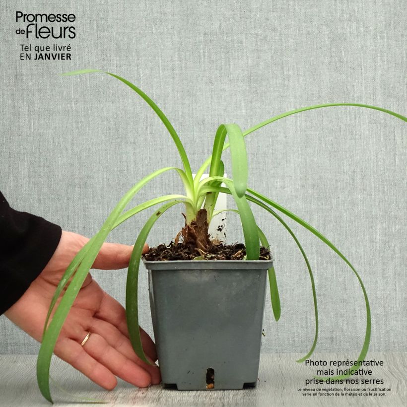 Agapanthus Phantom Vaso da 1L/1,5L esemplare consegnato in inverno