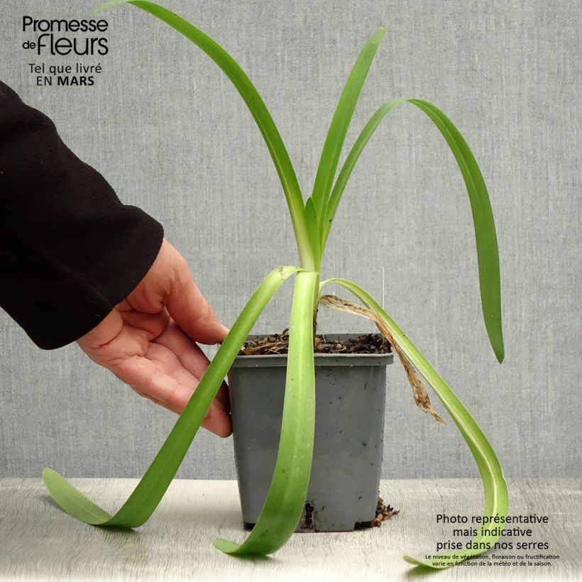 Agapanthus Phantom Vaso da 1L/1,5L esemplare consegnato in primavera