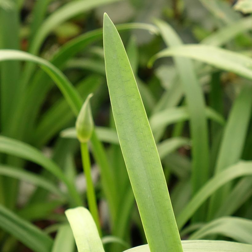 Agapanthus Pitchoune Violet (Fogliame)