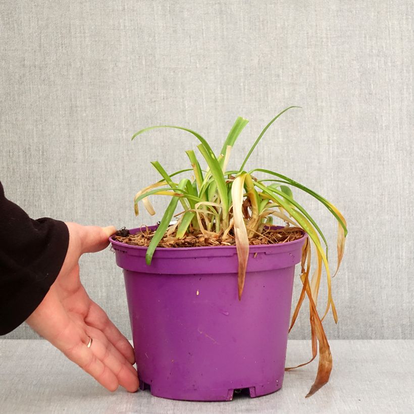 Agapanthus Pitchoune Violet Vaso da 3L/4L esemplare consegnato in inverno