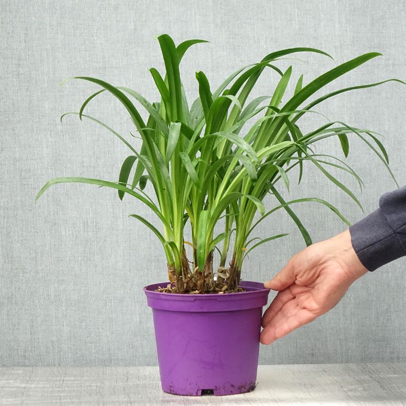 Agapanthus Pitchoune Violet Vaso da 3L/4L esemplare consegnato in primavera