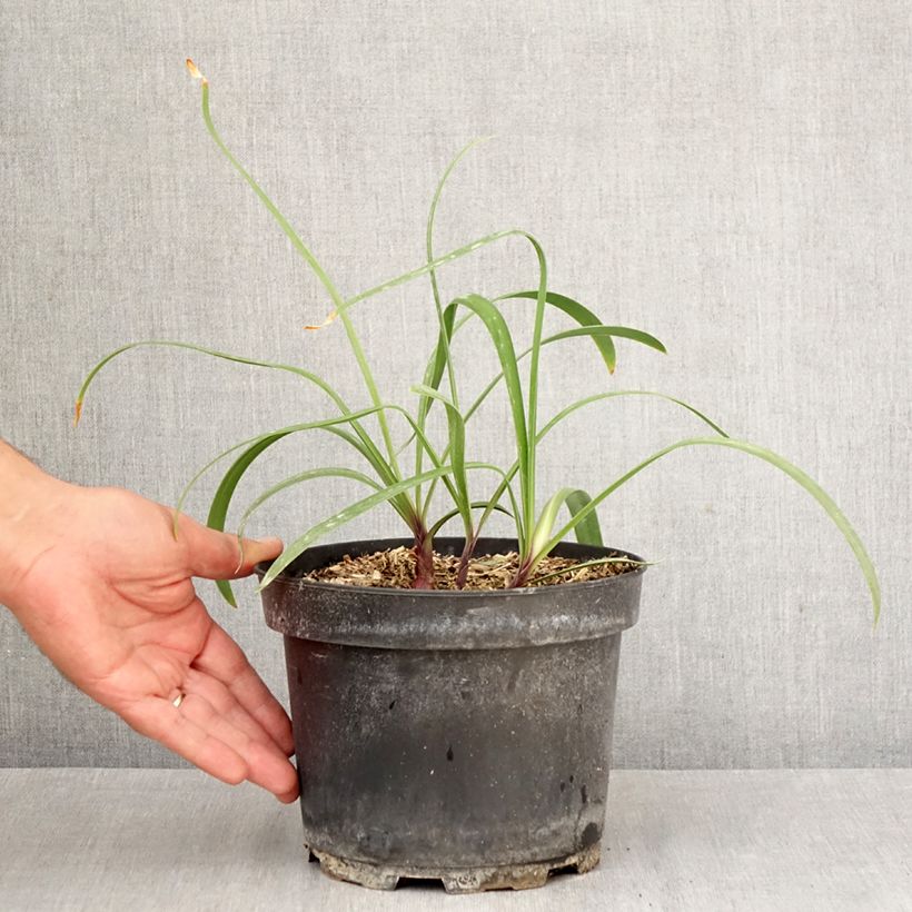 Esemplare di Agapanthus Polar Ice Vaso da 2L/3L come consegnato in autunno