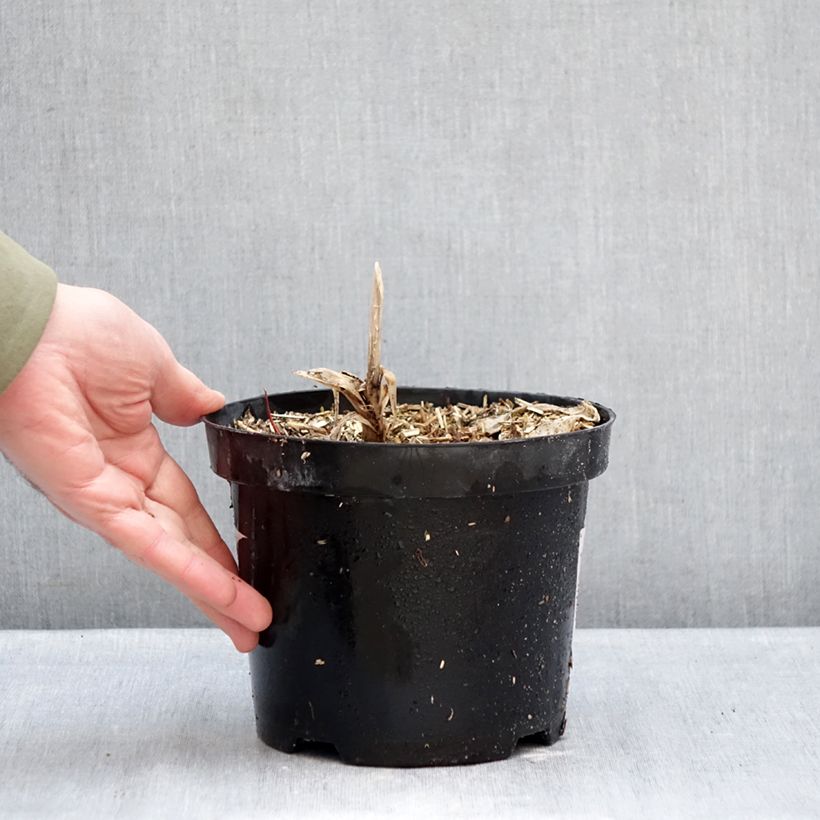 Agapanthus Polar Ice Vaso da 2L/3L esemplare consegnato in inverno