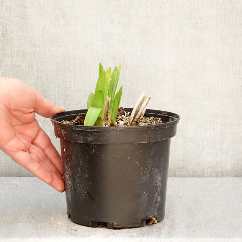 Agapanthus Polar Ice Vaso da 2L/3L esemplare consegnato in primavera