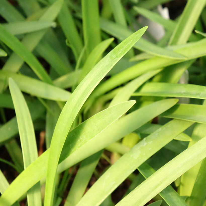 Agapanthus Sofie (Fogliame)