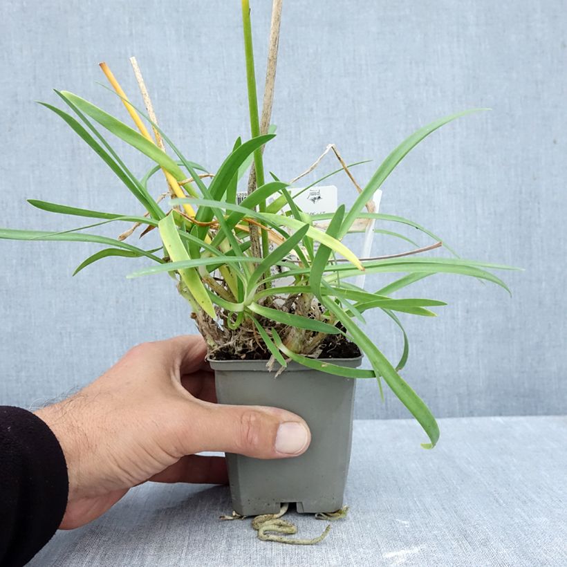 Esemplare di Agapanthus Sofie Vasetto da 8/9 cm come consegnato in autunno