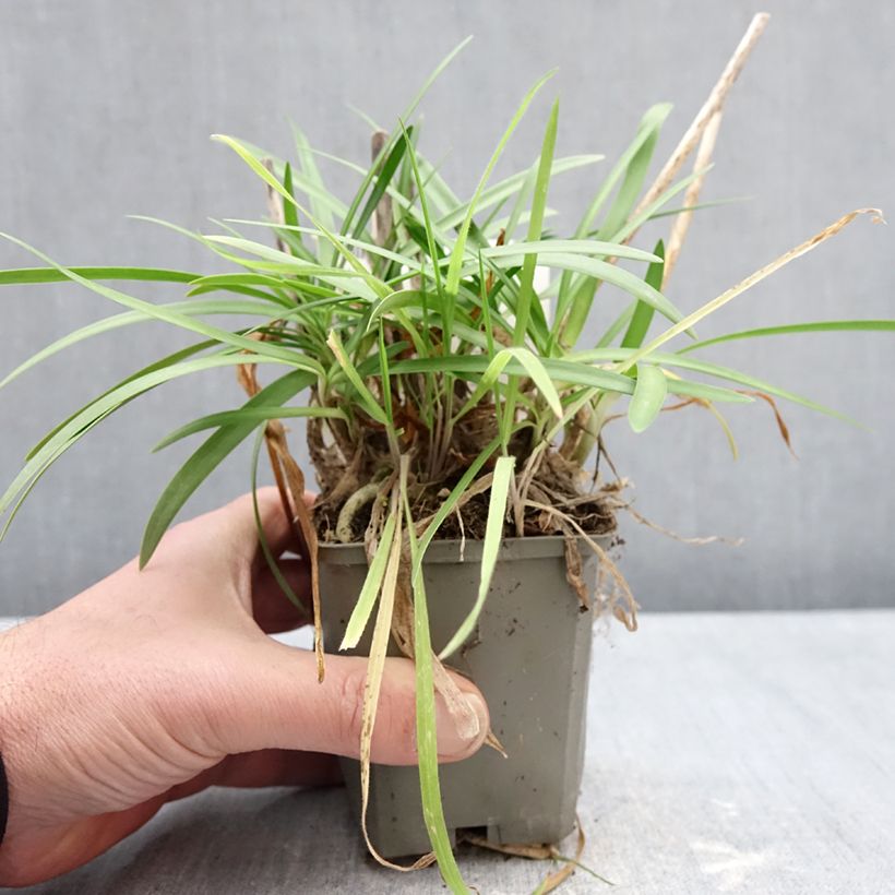 Agapanthus Sofie Vasetto da 8/9 cm esemplare consegnato in inverno