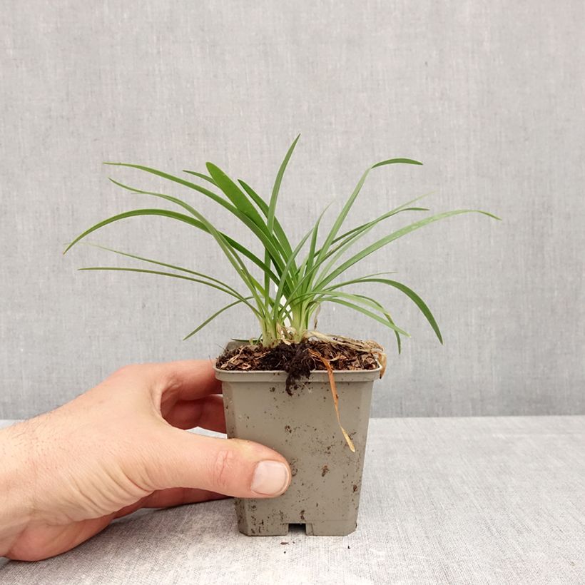 Agapanthus Sofie Vasetto da 8/9 cm esemplare consegnato in primavera