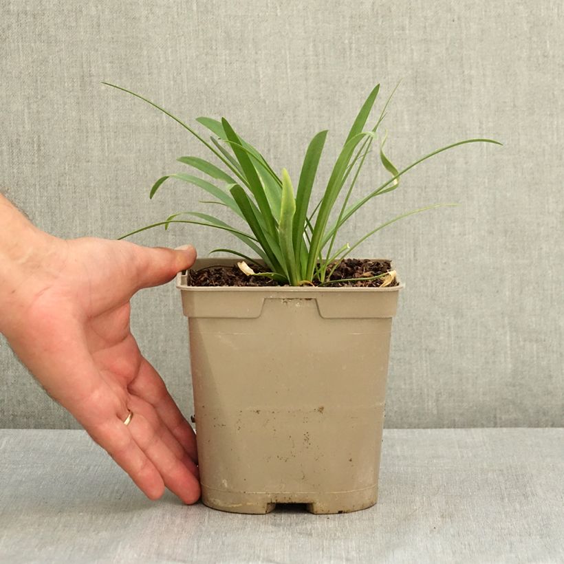 Esemplare di Agapanthus Sofie Vaso da 2L/3L consegnato in estate