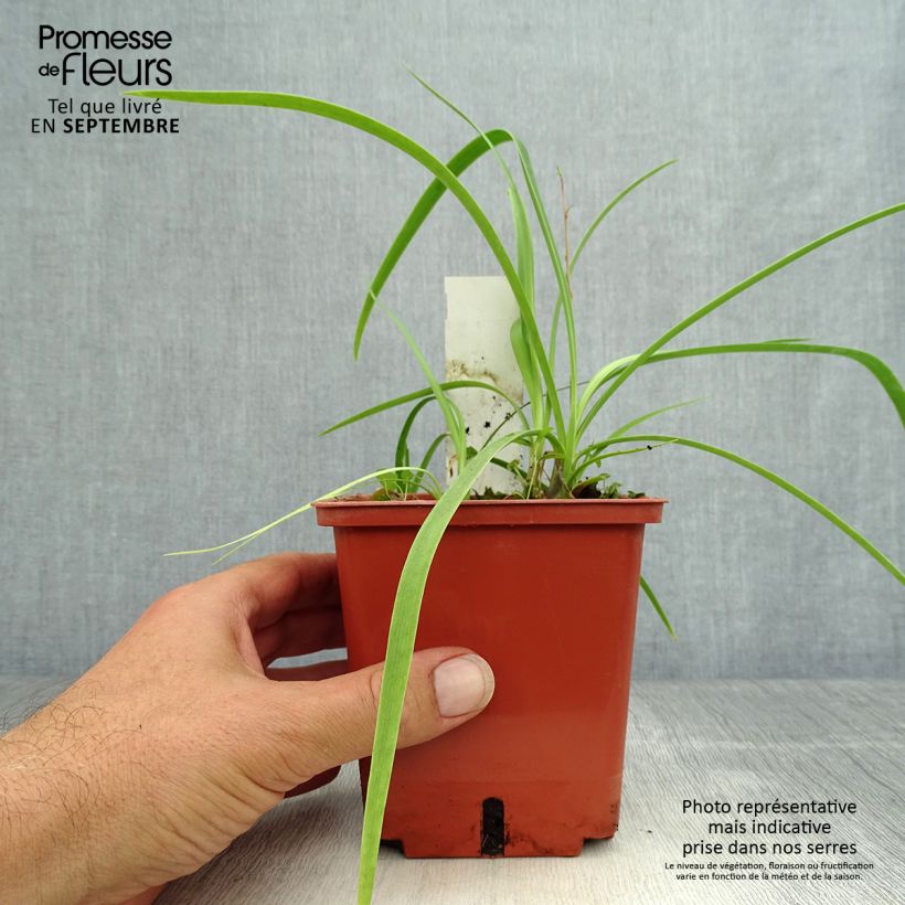 Esemplare di Agapanthus Purple Cloud Vaso da 1L/1,5L come consegnato in autunno