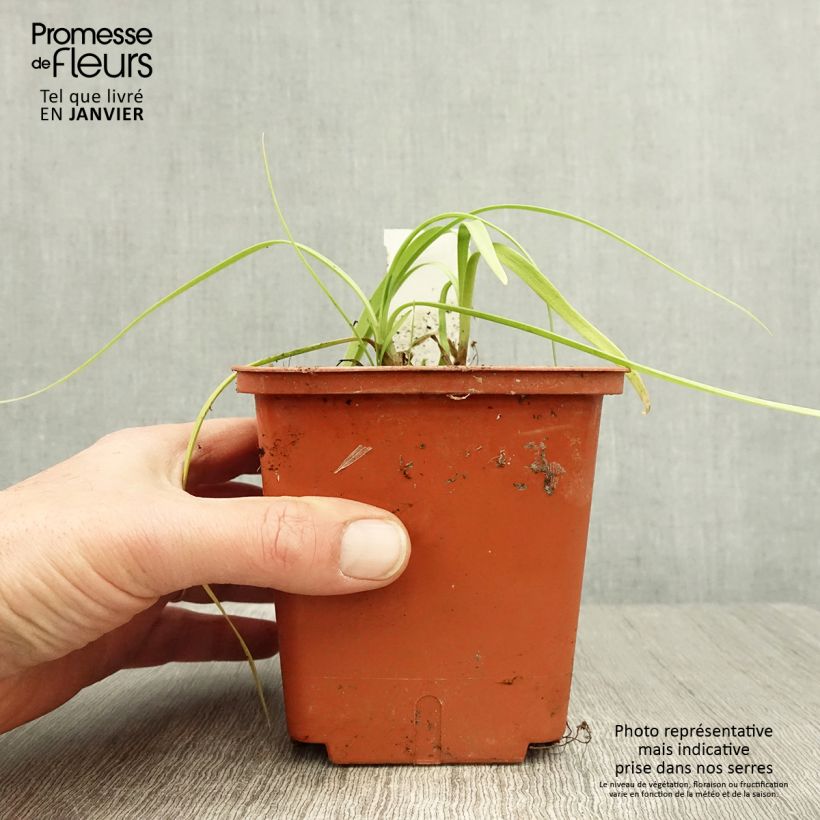 Agapanthus Purple Cloud Vaso da 1L/1,5L esemplare consegnato in inverno