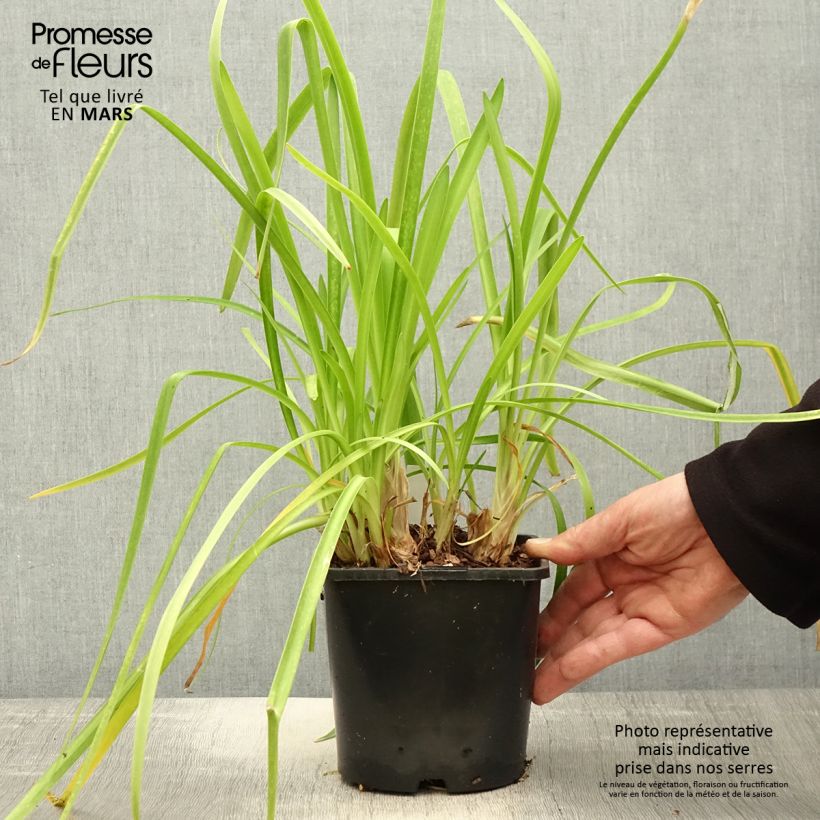 Agapanthus Purple Cloud Vaso da 1L/1,5L esemplare consegnato in primavera